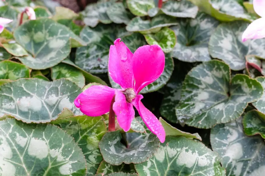 Come annaffiare il ciclamino: tre metodi per prolungarne la fioritura