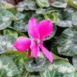 Come annaffiare il ciclamino: tre metodi per prolungarne la fioritura