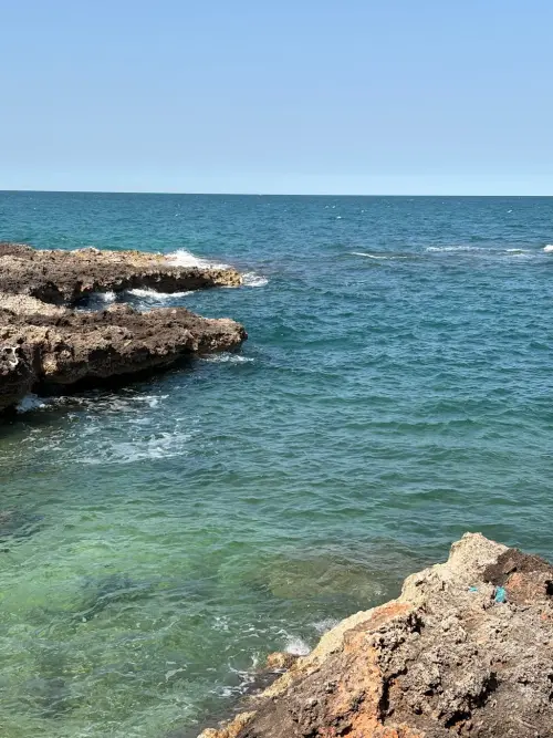 Come sta cambiando la fauna del Mediterraneo a causa del clima? Le nuove specie che prima non c'erano!