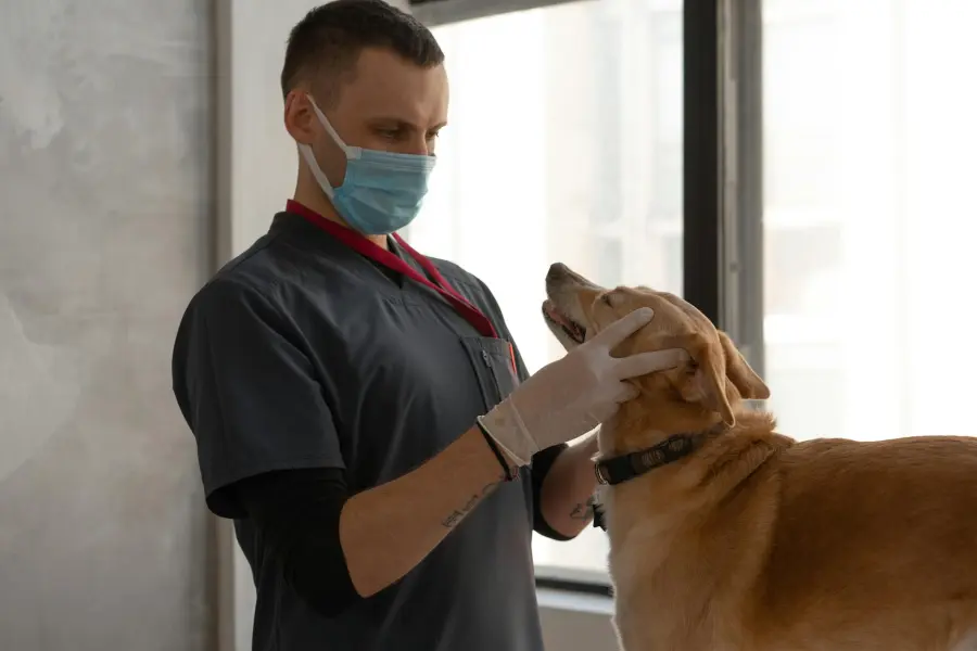 La prima visita del cane dal veterinario: cosa aspettarsi, come prepararsi e quali controlli richiedere