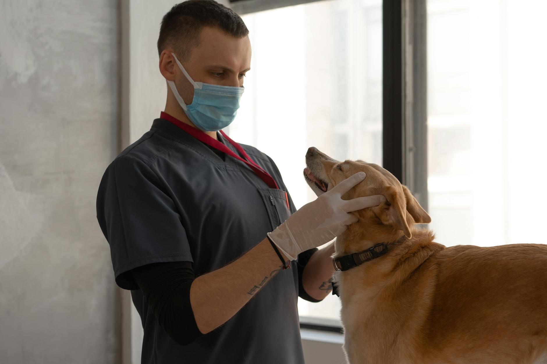 La prima visita del cane dal veterinario: cosa aspettarsi, come prepararsi e quali controlli richiedere