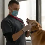 La prima visita del cane dal veterinario: cosa aspettarsi, come prepararsi e quali controlli richiedere