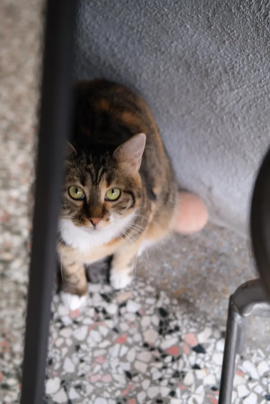 Gatto che non mangia: cause comuni e quando preoccuparsi