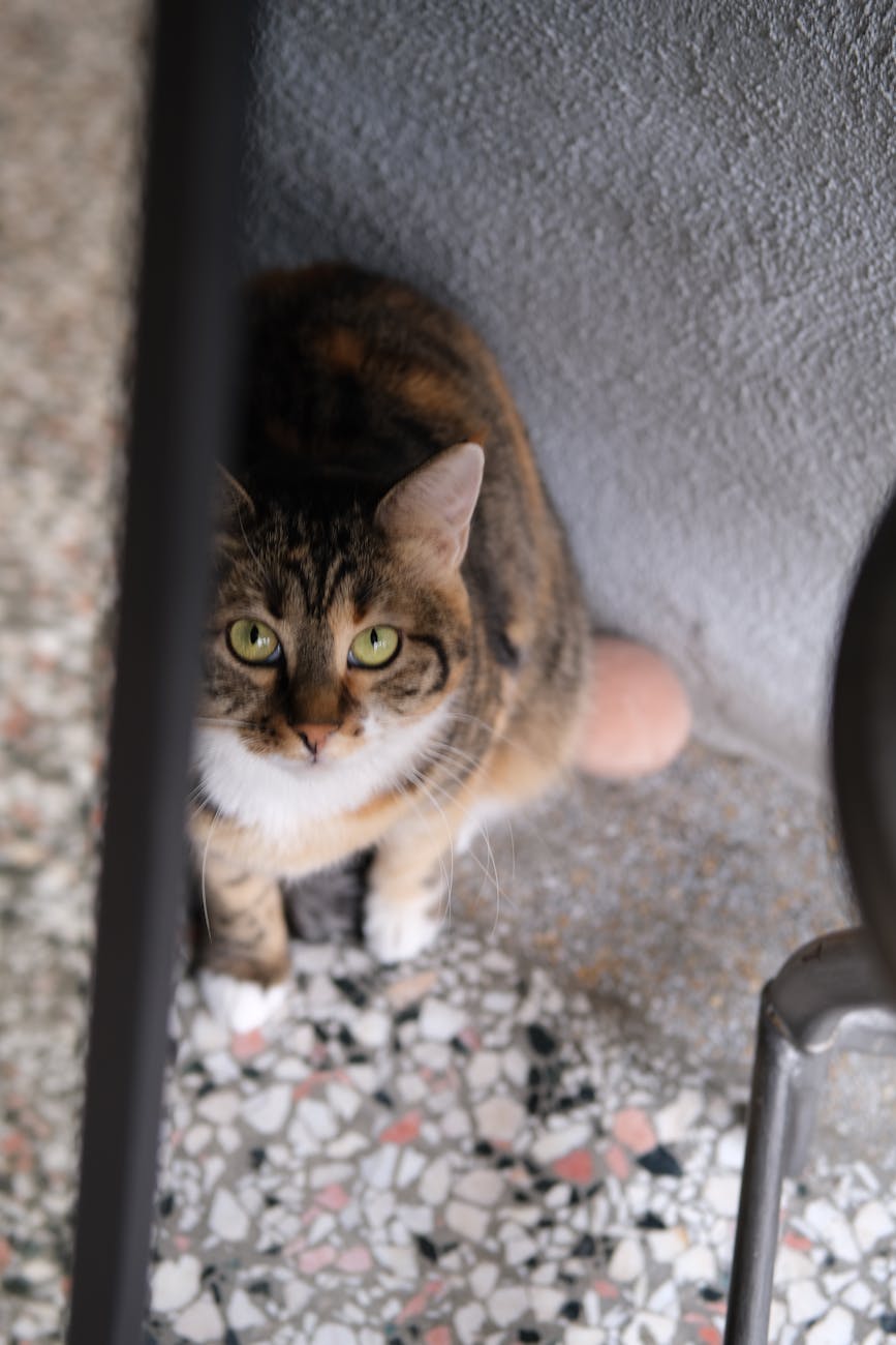 Gatto che non mangia: cause comuni e quando preoccuparsi