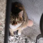 Gatto che non mangia: cause comuni e quando preoccuparsi
