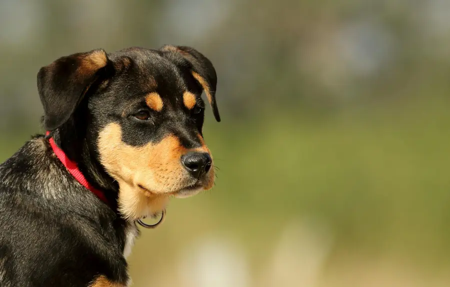 Animali domestici come proteggerli dal caldo estivo: i segnali di colpo di calore e come agire nei primi minuti