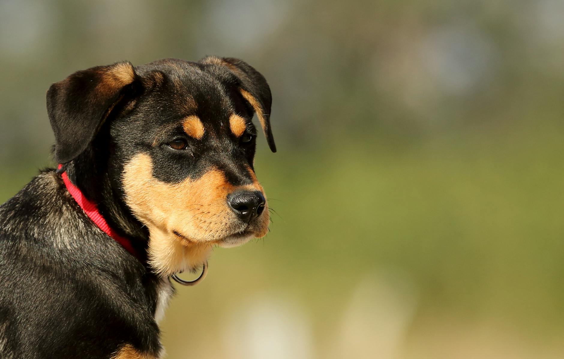 Animali domestici come proteggerli dal caldo estivo: i segnali di colpo di calore e come agire nei primi minuti