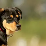 Animali domestici come proteggerli dal caldo estivo: i segnali di colpo di calore e come agire nei primi minuti