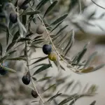 Bio in Italia, acquisti a 4,44 miliardi: a Roma il progetto Confoliva