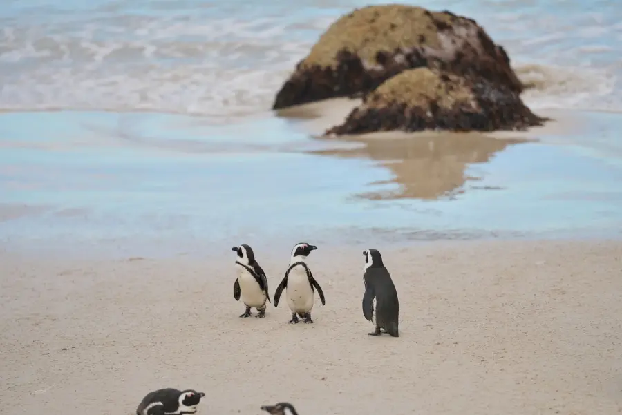 Pinguini africani, studio di Torino: associano suoni e dimensioni