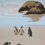 Pinguini africani, studio di Torino: associano suoni e dimensioni