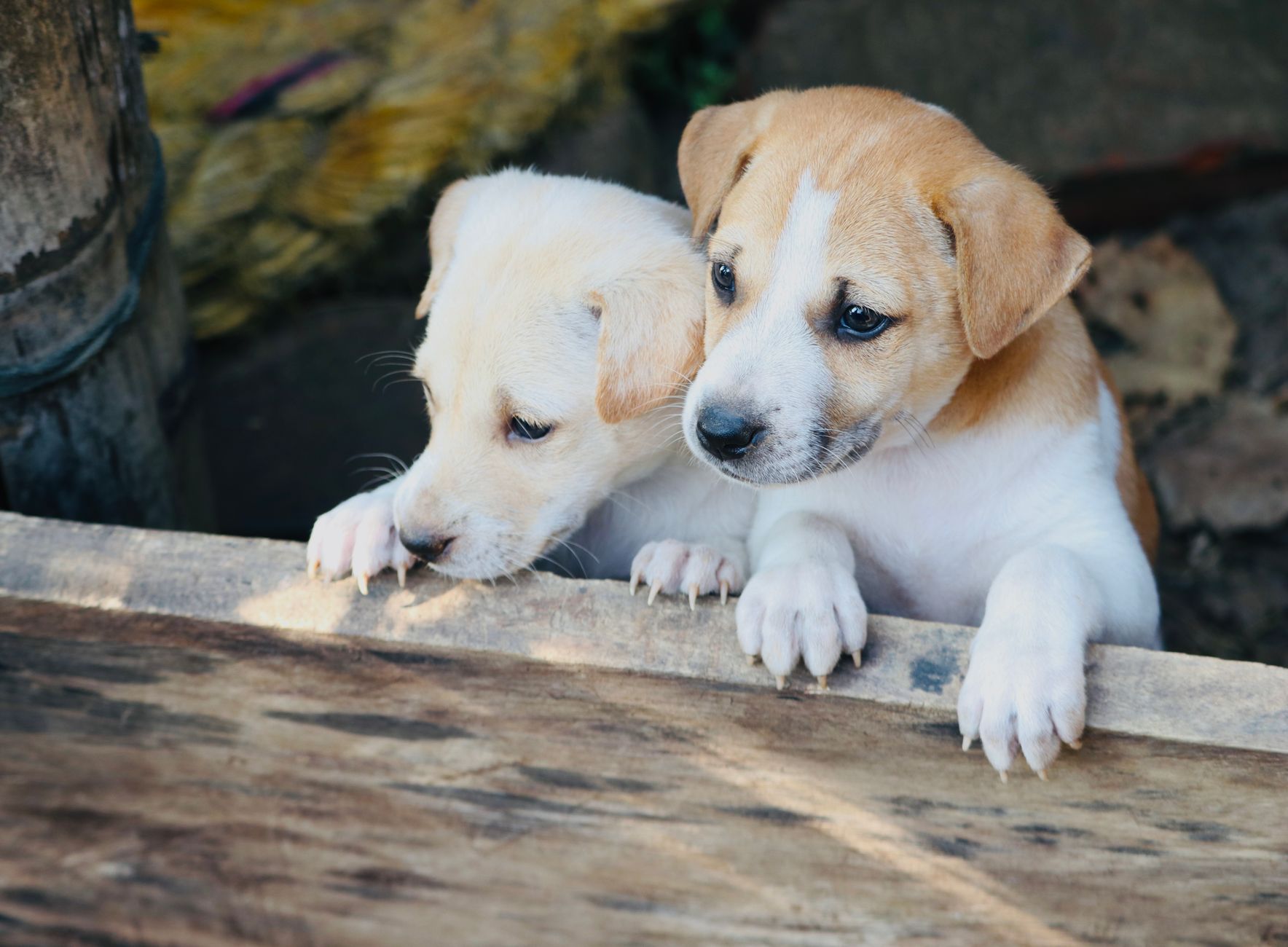 Campania, 28 milioni per il benessere animale nel 2027