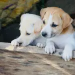 Campania, 28 milioni per il benessere animale stanziati per il 2027