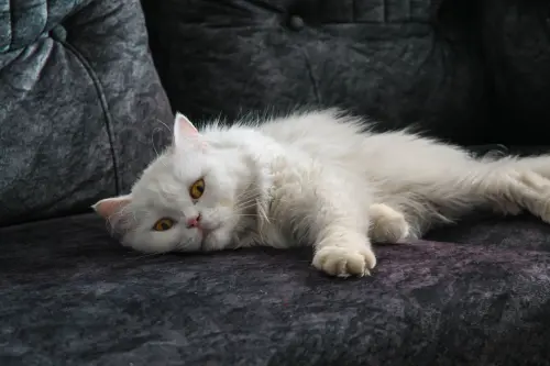 Adottare un gatto adulto: guida all'inserimento