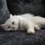 Adottare un gatto adulto: guida all'inserimento in famiglia
