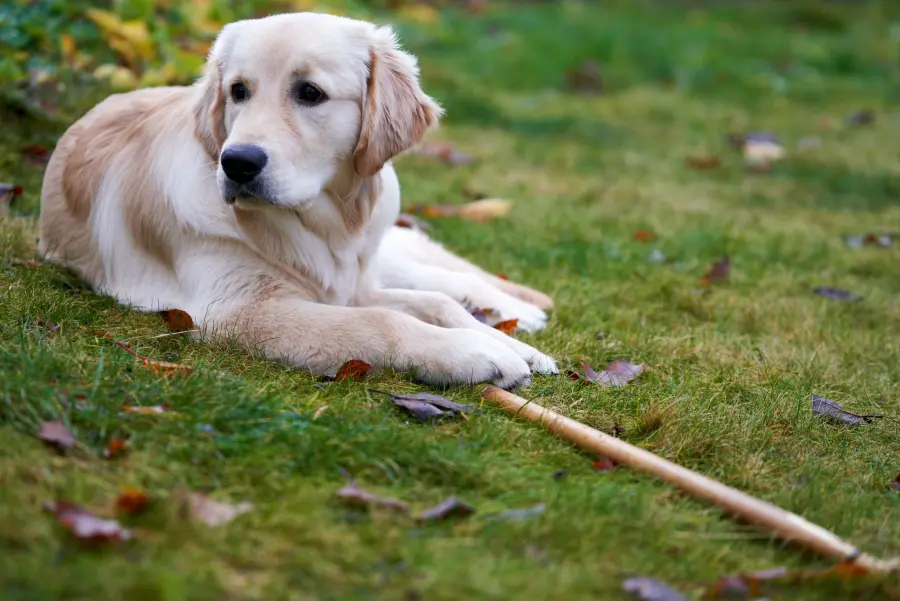 Ansia da separazione nel cane: segnali e intervento