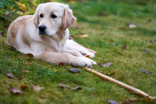 Ansia da separazione nel cane: segnali e intervento