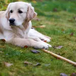 Ansia da separazione nel cane: segnali e intervento